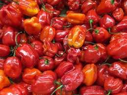 Habanero Pepper (Red)