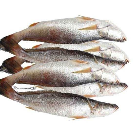 Croaker fish - Fresh