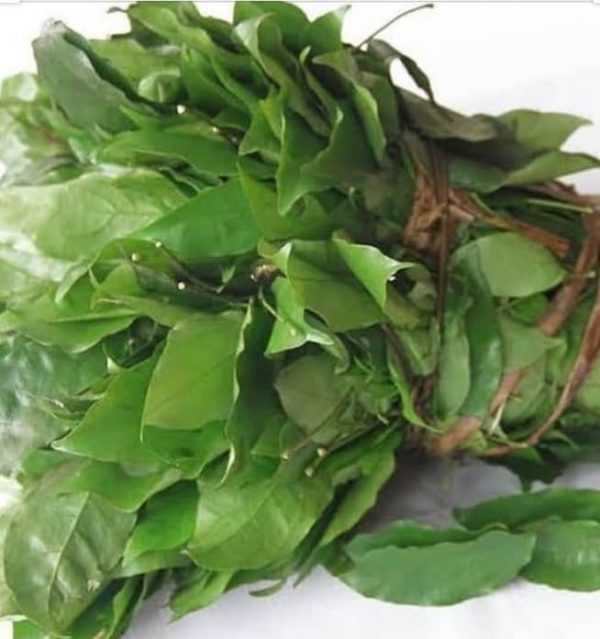 Okazi / Afang Leaf (Bunch)
