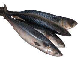 Titus Fish (kg)
