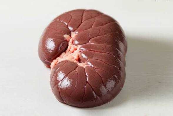 Beef Kidney