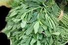 Water Leaf (Bunch)