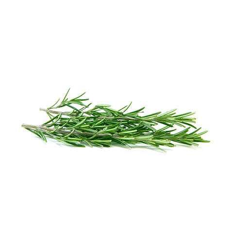 Rosemary Leaf