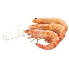 Shrimp