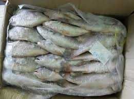 Croaker Fish (Carton)