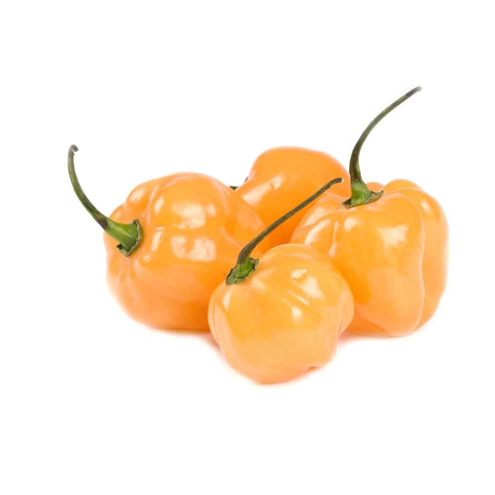 Yellow Pepper (Atarodo)